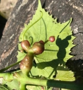 Baffling bumps thumbnail