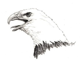 bald_eagle.jpg thumbnail