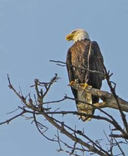 bald_eagle,_hanover_nh_9_w11.jpg