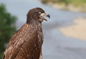 bald_eagle_eye.jpg thumbnail