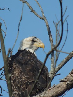 bald_eagle_web.jpg