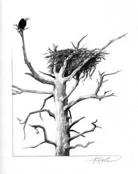 baldeaglesnextpix_popup_800.jpg thumbnail