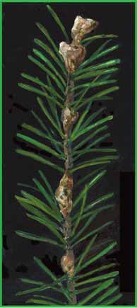 Balsam Woolly Adelgid