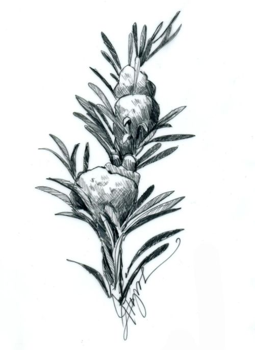 Balsam woolly adelgid