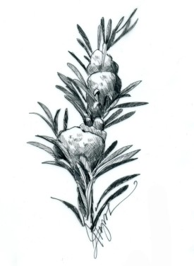 Balsam woolly adelgid thumbnail