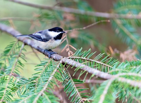 Song of the Balsam Fir