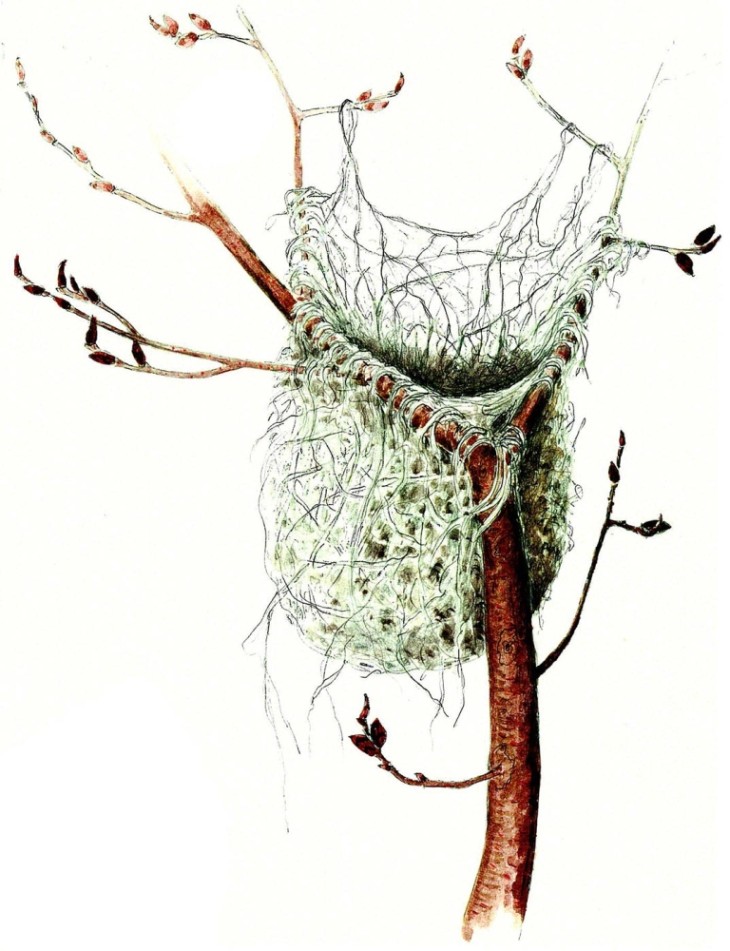 Baltimore oriole nest