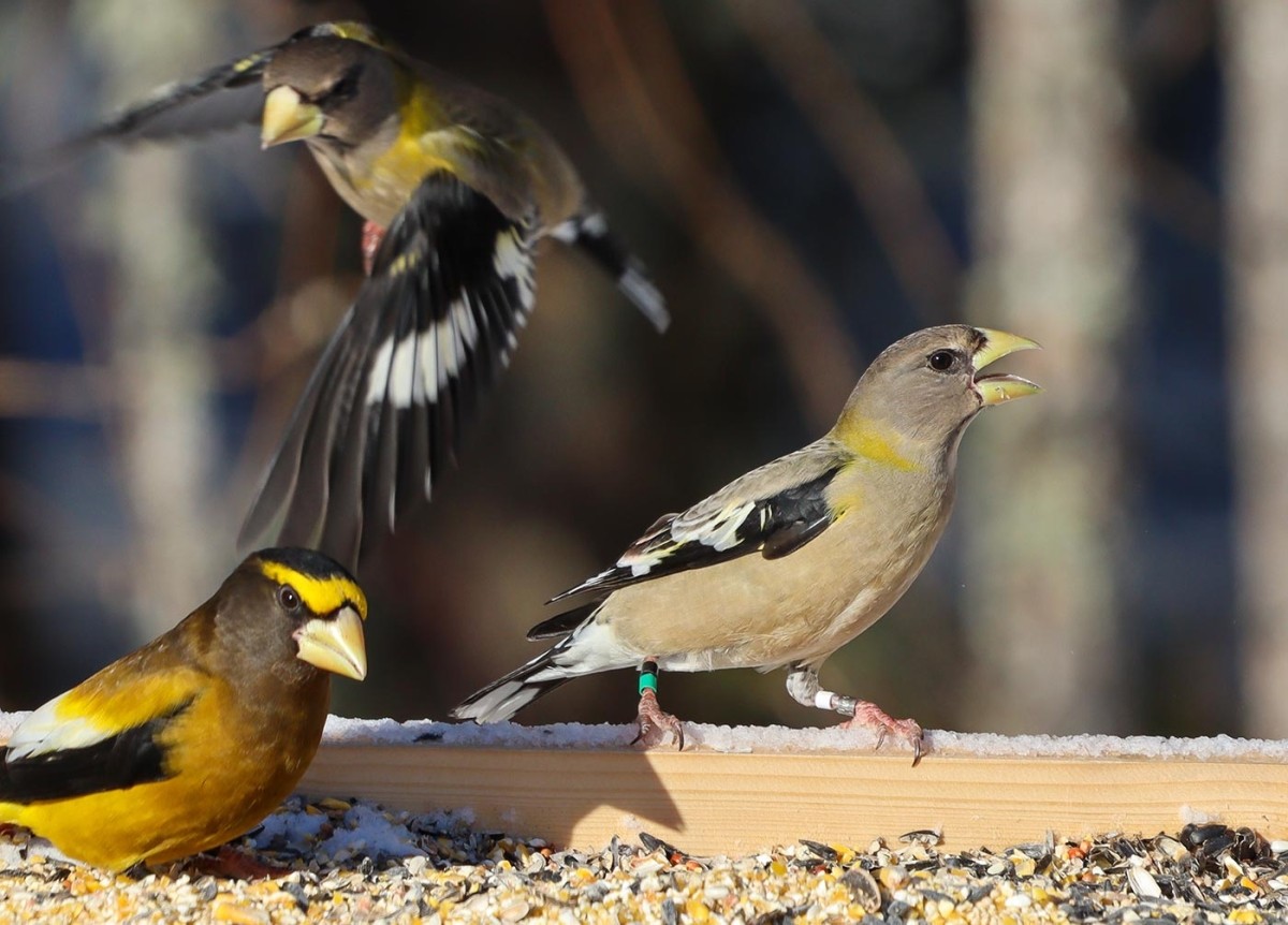 The Quest to Save the Fastest-Declining Landbird in North America