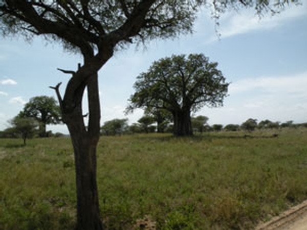 The Upside-down Tree