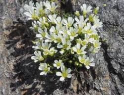 barbara_mackay_mt_sandwort_mt_wash_w.jpg