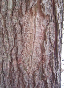 Getting to Know Bark Photo: Michael Wojtech