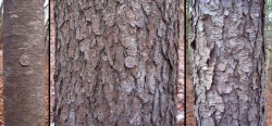 Getting to Know Bark Photo: Michael Wojtech