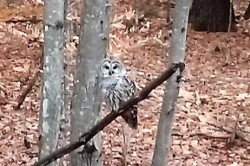 barredowl1_w.jpg