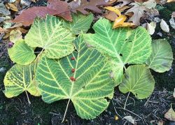 basswood_nov_web13.jpg