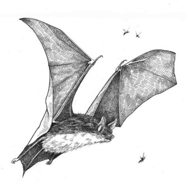 Bats on the Wing