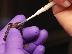 Bat Rehab thumbnail