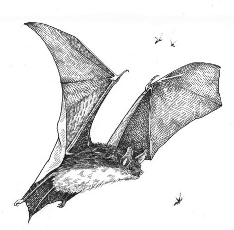 The Brown Bat: Not Just A Pretty Face thumbnail