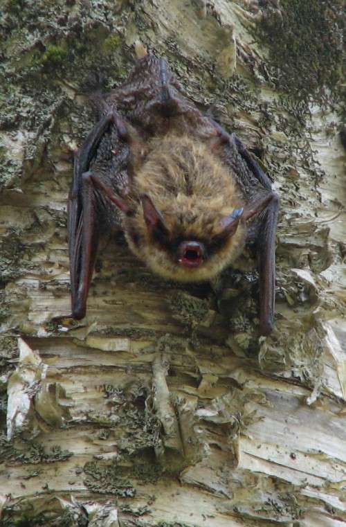 Managing Forests for Bats