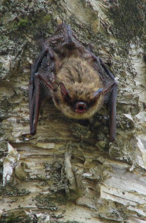 Managing Forests for Bats thumbnail