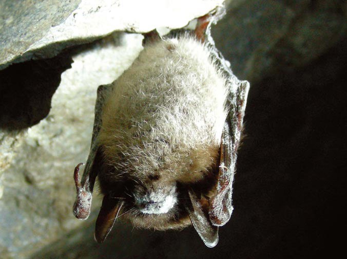 Northeastern Bat Update