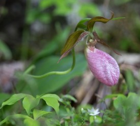 bear_lady_slipper_lead_2.jpg thumbnail