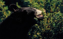 bearjuniper.jpg