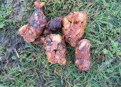 bearpoop.jpg