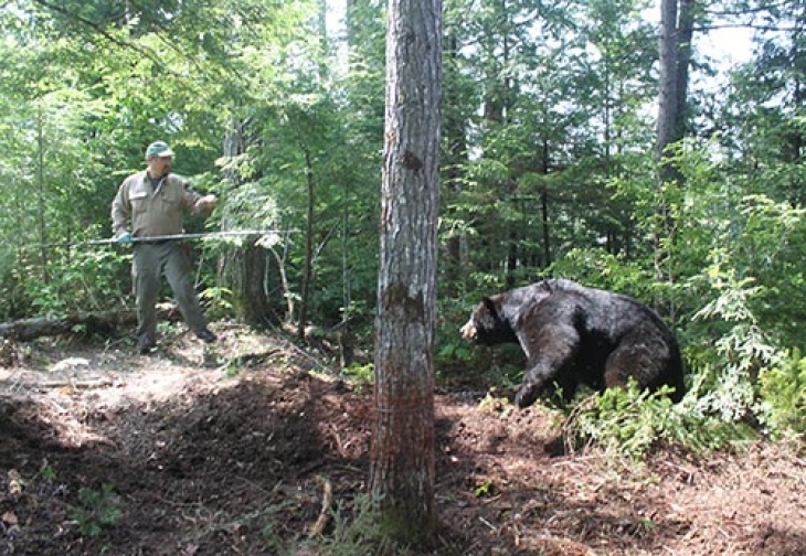 Counting Bears