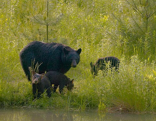 Counting Bears