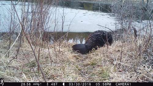 beaver_game_camera_10.jpg