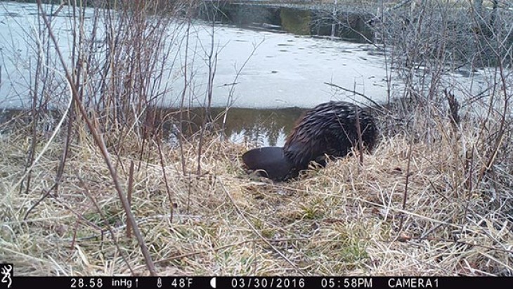 beaver_game_camera_10.jpg