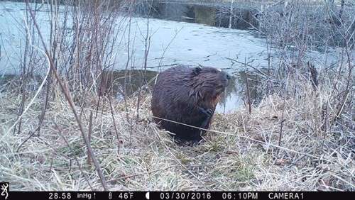 beaver_game_camera_11.jpg