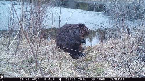 beaver_game_camera_12.jpg