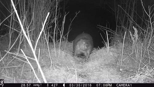 beaver_game_camera_14.jpg