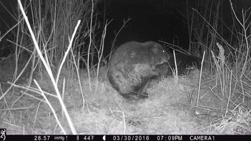 beaver_game_camera_15.jpg