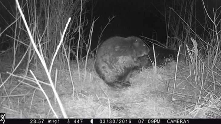 beaver_game_camera_15.jpg