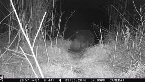 beaver_game_camera_16.jpg