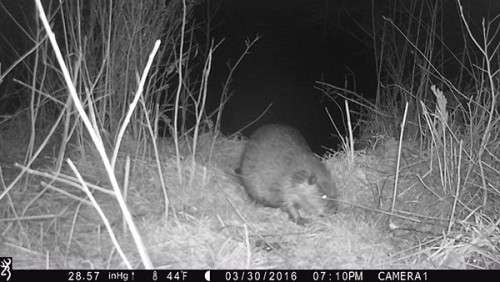 beaver_game_camera_17.jpg