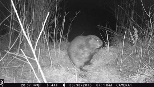 beaver_game_camera_18.jpg