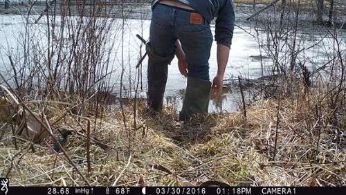 beaver_game_camera_1.jpg