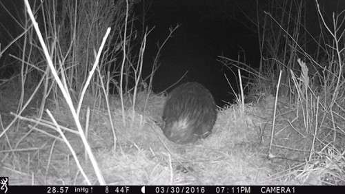 beaver_game_camera_20.jpg