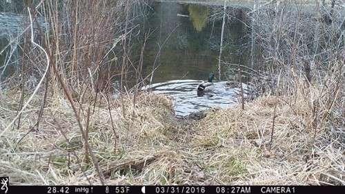 beaver_game_camera_21.jpg