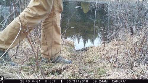 beaver_game_camera_22.jpg