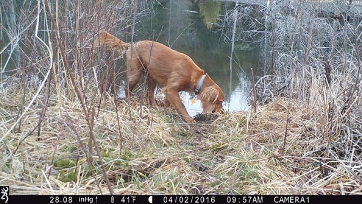 beaver_game_camera_23.jpg