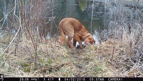 beaver_game_camera_24.jpg