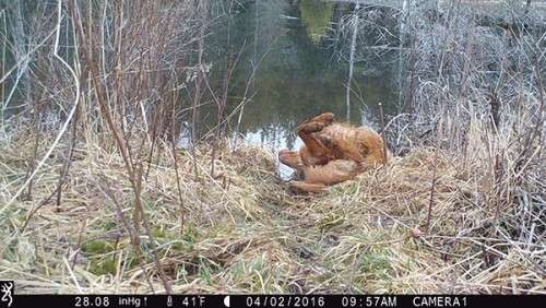 beaver_game_camera_25.jpg