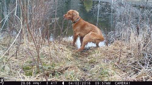 beaver_game_camera_26.jpg