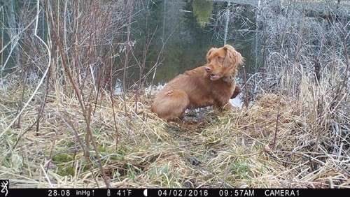 beaver_game_camera_27.jpg