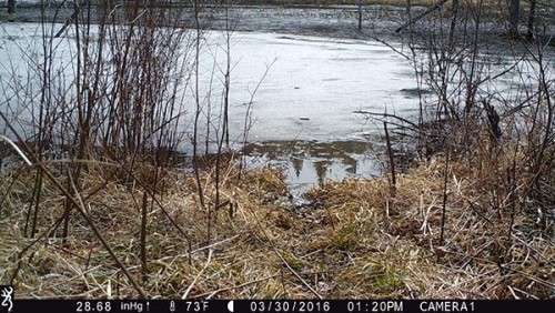 beaver_game_camera_8.jpg