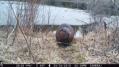 beaver_game_camera_9.jpg